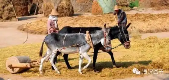这种农村收麦子的场景已经很少见到了
