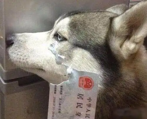 哈士奇这五点会使你头疼吗狗界智商能排多少
