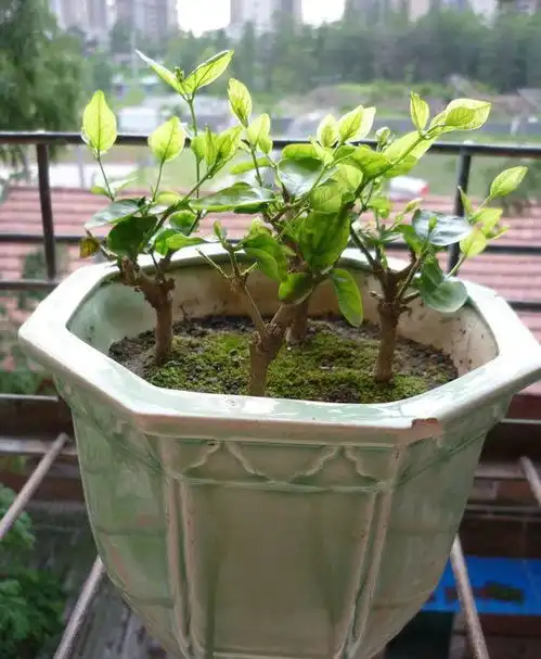 茉莉要常修剪,但要注意1点,才能萌芽多,常开花,花满枝

