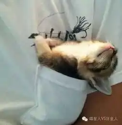喵星人眼里只要心中有床,处处都是龙床
