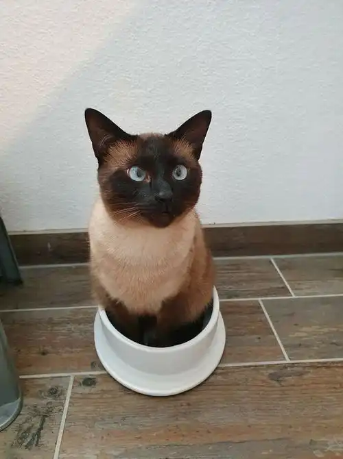 几十张憨猫图片,笑得眼泪都流出来了
