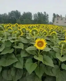 成人的世界没有容易二字,能使你快乐的秘籍你还不快看看
