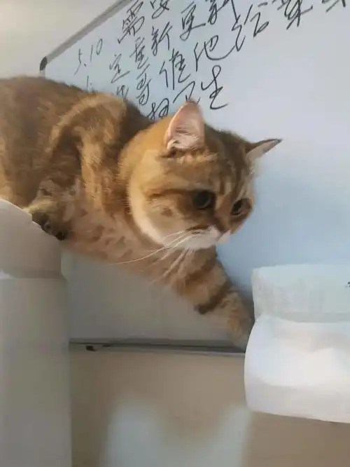 哈哈哈哈哈哈我笑到院子里的大鹅都来和我拜把子让我当大哥
