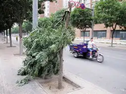 大风搞突袭刮断行道树
