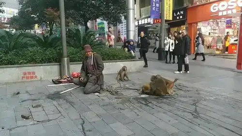 街头精彩耍猴,爆笑不断,这耍猴耍出了新高度
