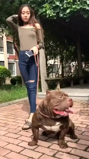 小姐姐这么好看,搞不懂要养这么凶狠的恶霸犬,咱也不敢问
