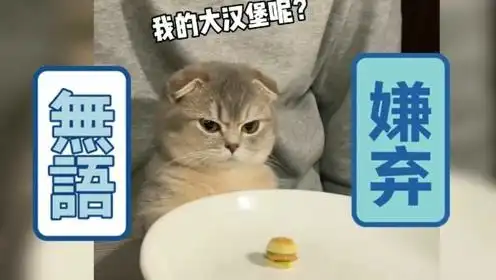 笑眯了动物搞笑合集不系好歹之不肯暖被窝的小猫咪
