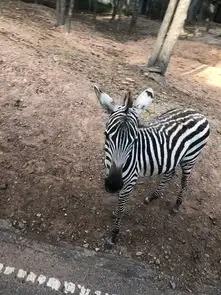 泰国游记
