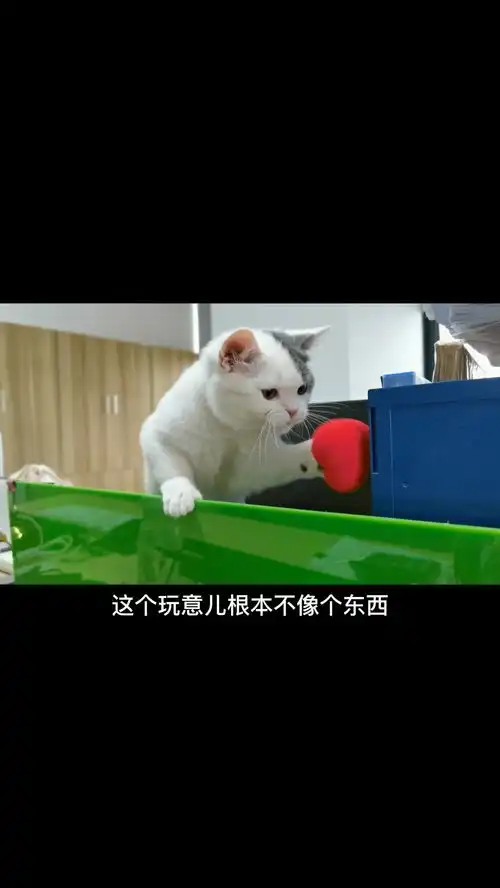 猫咪玩得可带劲了,把财务小姐姐乐得哦,椒姐啊你是来上班的,一天天滴能干点正事不高能爆笑不停家有治愈系小可爱
