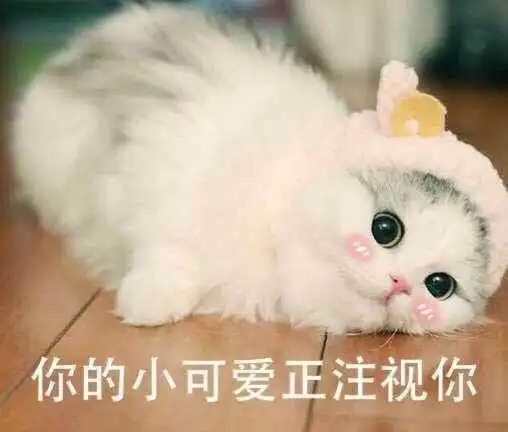 卡通萌猫表情包带字
