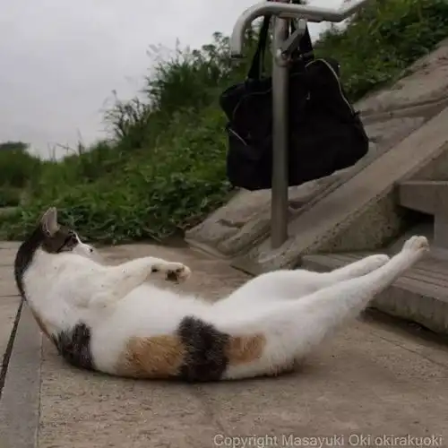 猫事打滚撒娇伸懒腰,这个摄影师拍街猫每张都能做成表情包
