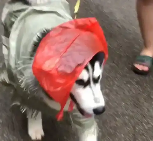 二哈穿着专属雨衣嘲笑路边的金毛,主人忍不住好笑,一股二哈风扑面而来
