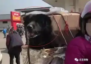 既然养了就不抛弃,农民工骑摩托带着狗回家过年,狗狗笑的好满足
