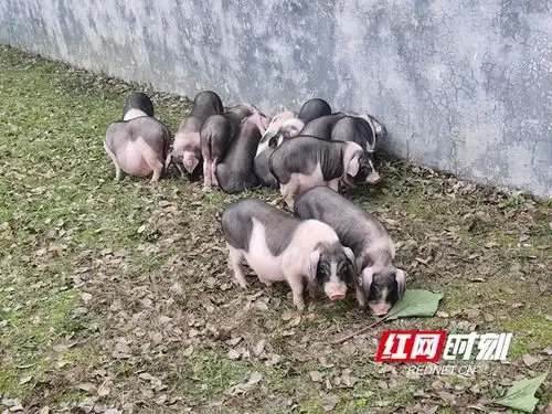购花猪买年货,来宁乡流沙河提前感受浓浓年味
