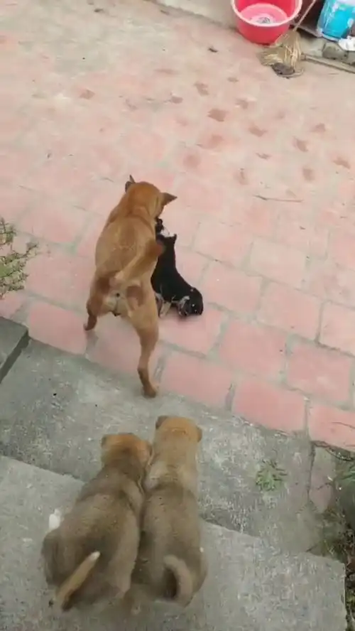 狗子这是干什么太搞笑了
