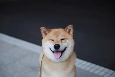 融化人心萌萌哒柴犬微笑写真
