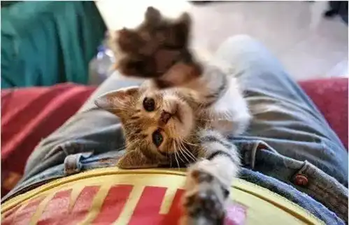我所爱的样子,小猫咪都有
