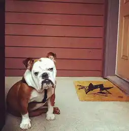 萌图世界上最不开心的斗牛犬全世界欠它十个亿
