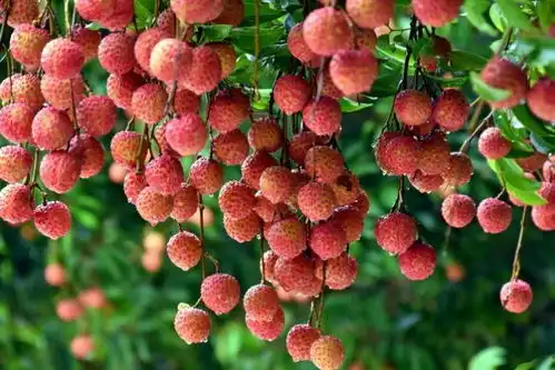 去广东必点的6道菜,都是粤菜之魂,老板还以为你是广东人
