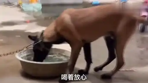 爆笑上回带个绿帽子让你们笑掉大牙,这回不会了
