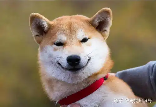 狗狗这几个表现,说明它很聪明,别小看它
