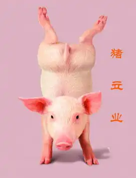 爆笑图集讲述一头猪的奋斗故事
