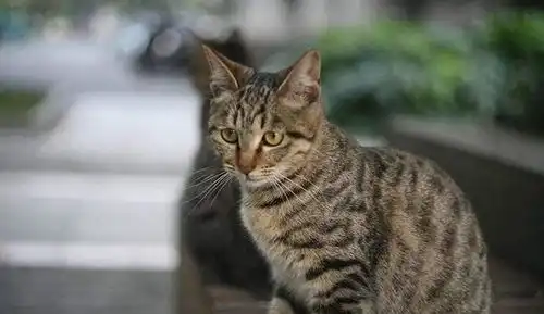 猫界中谁的颜值高5种中华田园猫平分秋色
