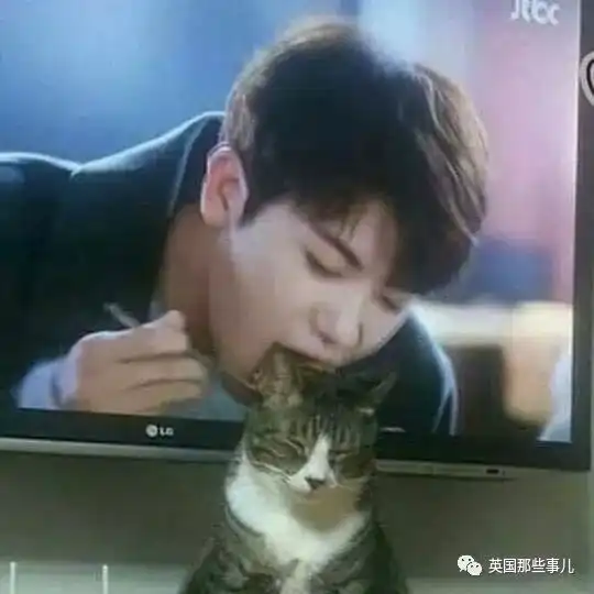 这些喵星人的风骚走位...有喵的人家看个电视也不容易啊
