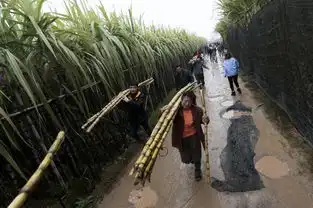 大风刮倒甘蔗贱卖一天秒光
