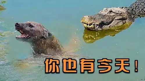 作死鬣狗从水中抄近道,不料下一秒被鳄鱼生吞活剥,结局太惨了
