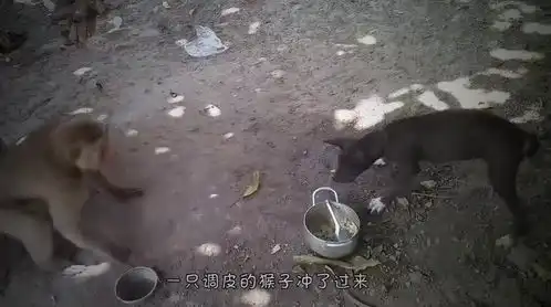 狗子误入猴山,结果被一群猴子给欺负,镜头记录搞笑一幕
