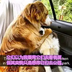 外国网友分享的家里汪星人的搞笑瞬间,哈哈哈笑得腹肌都出来了
