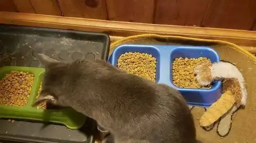 猫咪狗狗们抱着自己心爱的玩具,一脸满足的样子,看起来真幸福
