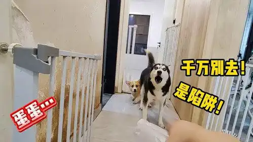 二哈还是纯啊被一个塑料袋拿捏时还罩着柯基,太搞笑了
