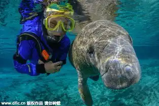 温顺海牛美国佛州保护区与人共游亲吻合影热情之至
