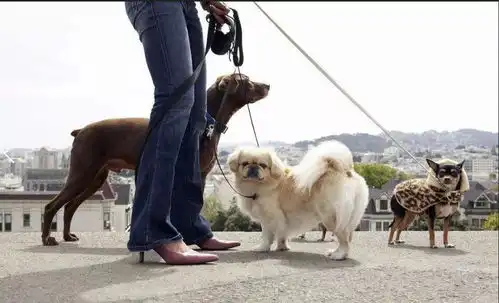 为什么丢狗的总是你
