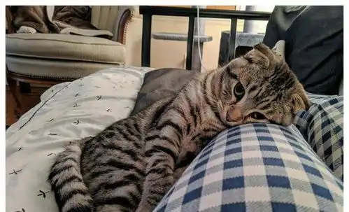 18张猫咪搞笑图片,像不像你和你家猫相爱相杀的日常
