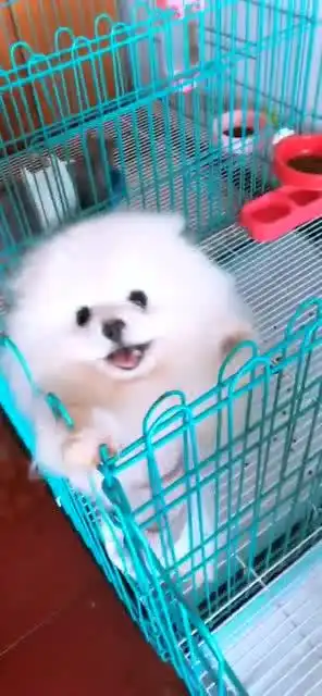 第一次见这么搞笑的宠物狗
