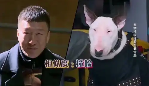 牛头梗出现,撞脸孙红雷黄渤看后笑岔气了,这段实在太搞笑了
