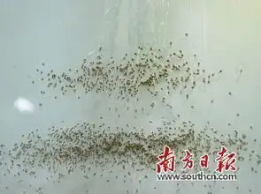 蚊子工厂,让蚊子绝后
