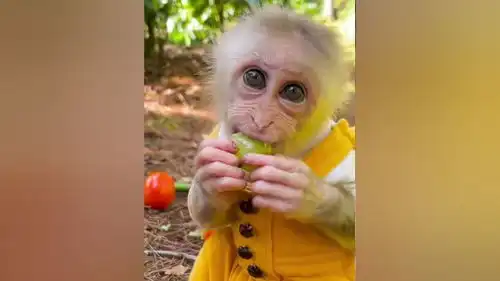 猴哥开着出来被狗狗暗算了猴子猴子成精动物世界爱护大自然保护野生动物搞笑配音狗狗
