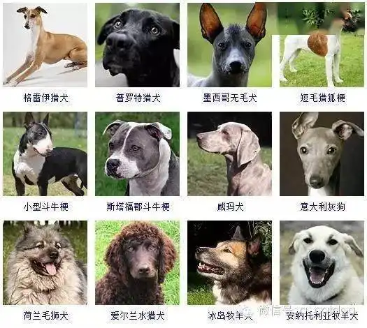 178种狗狗先来认识一下,你认识多少
