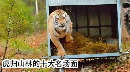 来看看虎归山林的十大名场面它们是森林之王,出笼的那一刻
