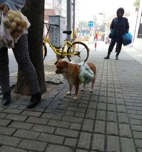 搞笑iphone12真的很难抢
