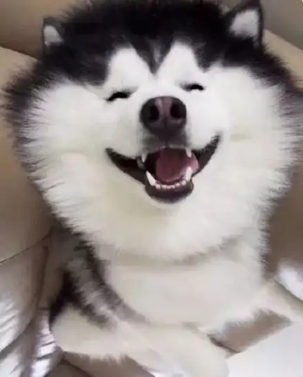如果这只哈士奇对你回眸一笑,可能你这一辈子都忘记不了...
