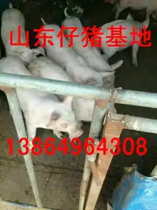 仔猪图片参考山东仔猪价格
