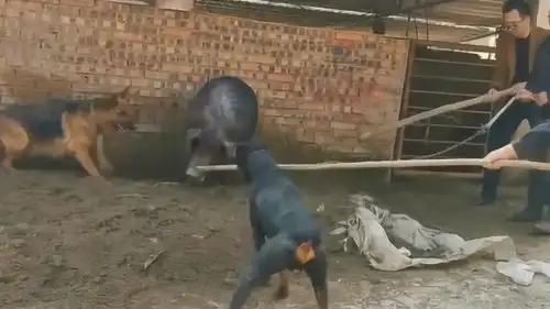两条猛犬竟然也没镇住480斤的跑山猪,小伙子临危不乱,真是太有趣了
