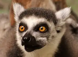 猴子,狐猴,可爱,吃,动物园,ffchen,甜,动物,动物世界,tierparkhellabrunn
