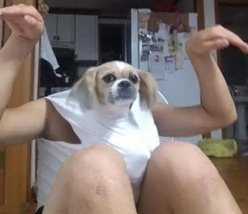 狗狗搞笑图片合集,狗狗我不是人,但你是真的狗
