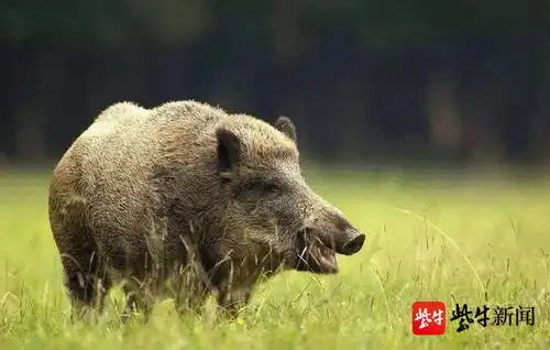南京玄武湖有野猪出没,游泳速度还挺快
